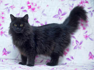 Furry black cat, tiffany