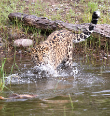 Amur Leopard