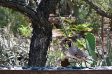 Gambel's Quail