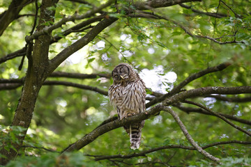 Juvenile barred owl