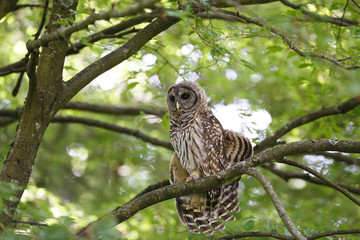 Juvenile barred owl