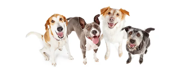 Rolgordijnen Vier gelukkige honden die op horizontale banner kijken © adogslifephoto
