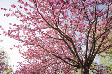 japanese cherry blossoms against blue sky