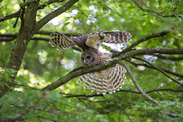 Juvenile barred owl