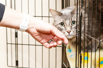 Fototapeta premium Ręczne pieszczoty przestraszonego kota w klatce