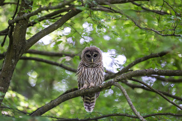 Juvenile barred owl