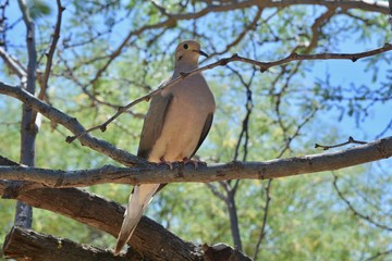 Desert Dove