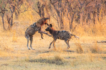 Naklejka na ściany i meble Wild dogs playing after hunting in the morning sun