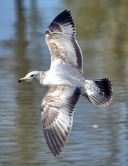 In flight