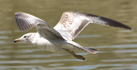 in flight 2