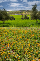 Spring landscape around Fes, Morocco