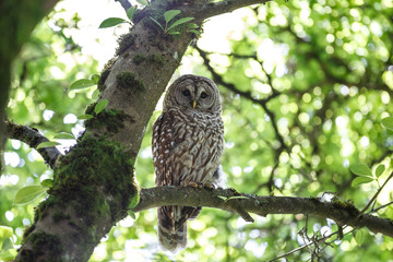 adult barred owl