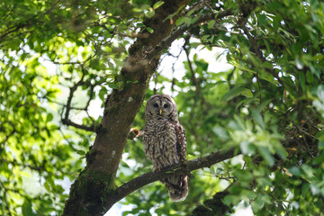 adult barred owl