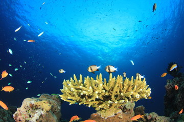 Fototapeta na wymiar Underwater coral reef with fish in ocean