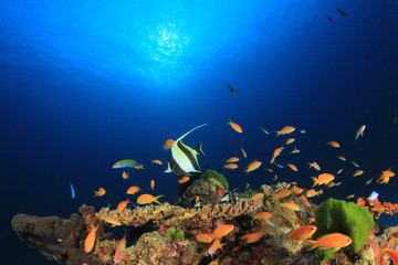 Naklejka na ściany i meble Underwater coral reef with fish in ocean