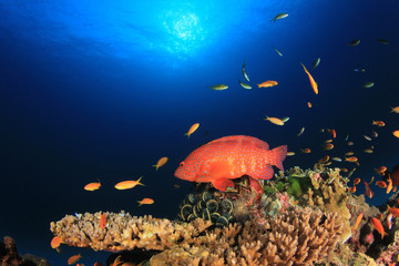 Fototapeta na wymiar Underwater coral reef with fish in ocean
