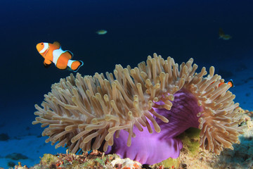 Clownfish (Nemo fish). Clown Anemonefish
