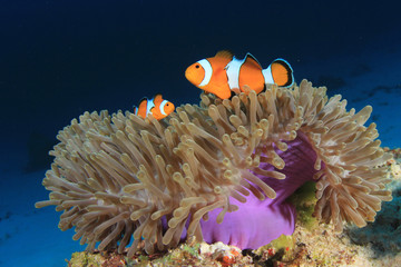 Clownfish (Nemo fish). Clown Anemonefish