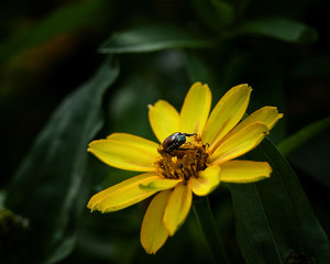 Japanese Beetle