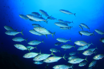 Fototapeta na wymiar School of Trevally fish. Tuna fish underwater