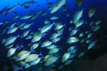 Fototapeta na wymiar School of Trevally fish. Tuna fish underwater