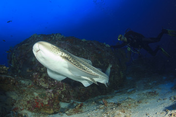 Fototapeta premium Zebra Shark (Leopard Shark) and scuba diver