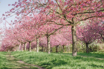 japanese cherry blossoms against blue sky