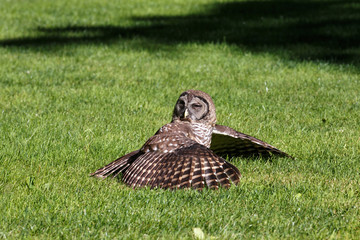 Fototapeta premium Juvenile barred owl