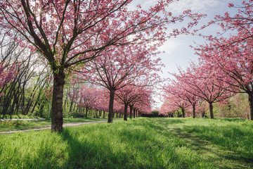 Fototapeta na wymiar japanese cherry blossoms against blue sky