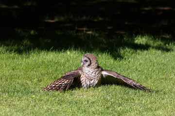 Juvenile barred owl