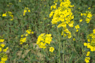 Rapeseed field yellow flowers in springtime