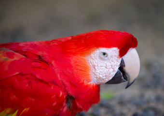 red ara macaw parrot outdoor