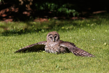 Juvenile barred owl