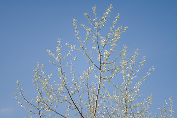 apple tree blossoms against blue sky