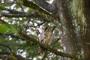 adult barred owl