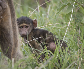 Sad Baby Baboon