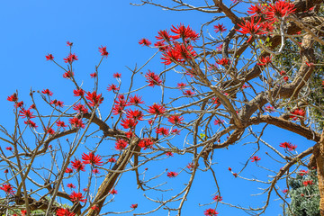 Tree blooming red flowers by the bay