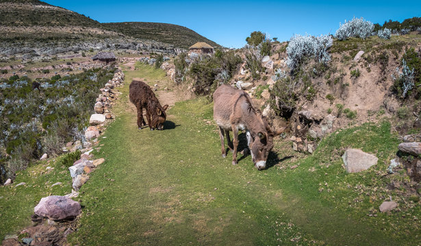Donkeys along Isla del Sol hiking Trail on Titicaca Lake - Bolivia