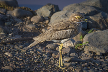 Thick Knee Curlew