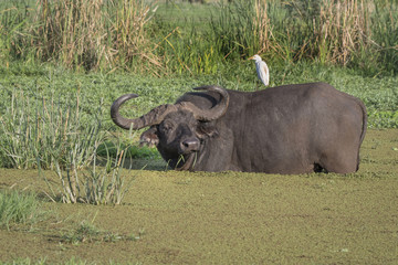Obraz premium Cape Buffalo Bull and Cattle Egret