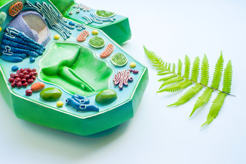 Plant leaf and model of plant cell in laboratory