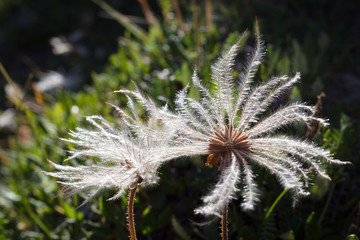 Alpine flower. Seed head of Dryas octopetala (Mountain Avens), Aosta valley, Italy. Backlit shot.