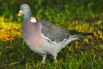 wood pigeon in spring grass, wild birds