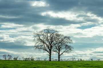 Fototapeta na wymiar Two dramatic trees isolated on a spring meadow in a farm from Luxembourg. Dark clouds.