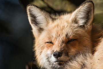 RED FOX – VULPES VULPES PORTRAIT