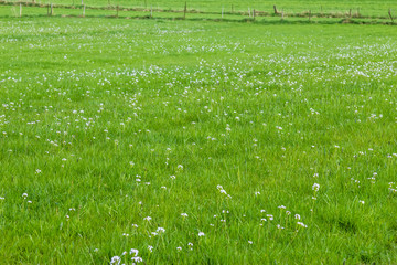 Spring flower field, green meadow