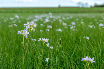 White spring flower field, green meadow