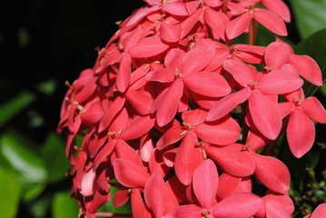Santan flower or ixora coccinea Ixora Coccinea is called santan in the Philippines are small flowering shrubs that grow in tropical climates.