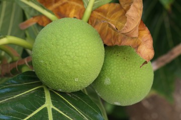 Bread fruit Bread fruit is one of the staple foods in a lot Micronesian islands.