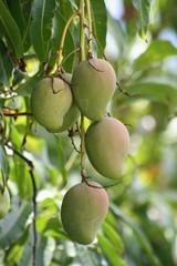 Green mangoes  Green mangoes hanging from the tree but is ready for harvesting
